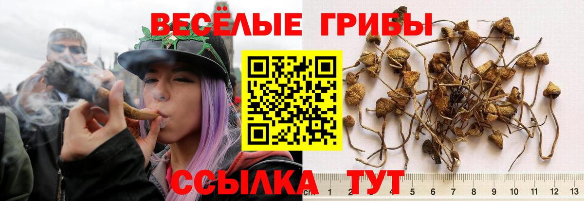 Псилоцибиновые грибы Psilocybine cubensis  Вход с VPN  Орехово-Зуево  Галлюциногенные грибы GOLDEN TEACHER 